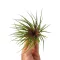 Tillandsia Rainforest Red