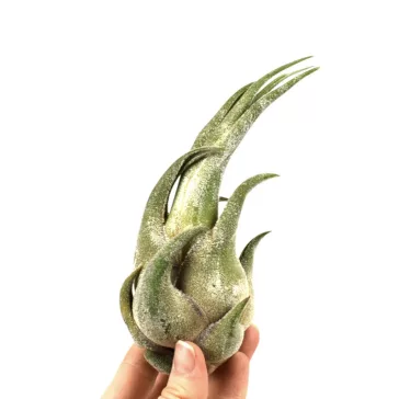 Tillandsia seleriana
