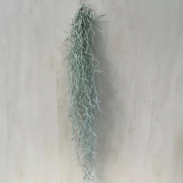 Tillandsia usneoides
