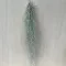 Tillandsia usneoides