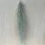 Tillandsia usneoides