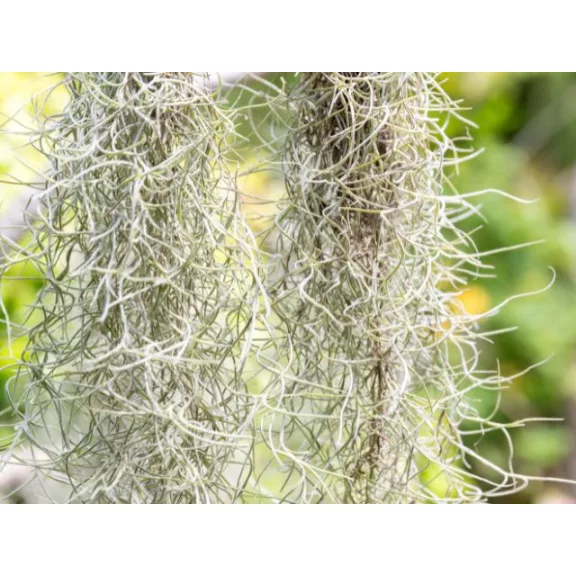 Tillandsia usneoides
