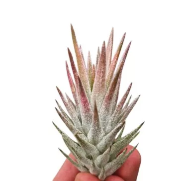 Tillandsia vanhyningii 