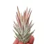 Tillandsia vanhyningii 