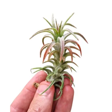 Tillandsia vanhyningii 'Pink'