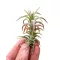 Tillandsia vanhyningii 'Pink'