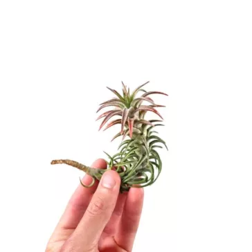 Tillandsia vanhyningii 'Pink'