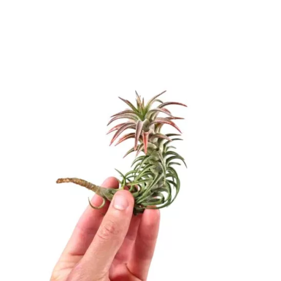 Tillandsia vanhyningii 'Pink'
