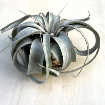 Tillandsia Xerographica