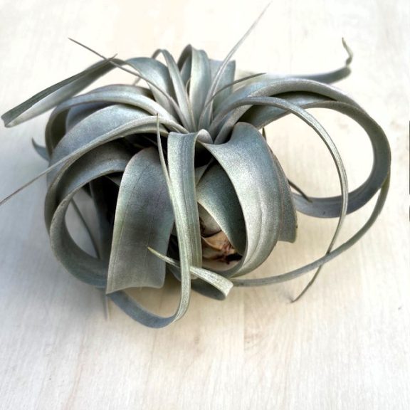 Tillandsia Xerographica