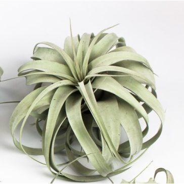 Tillandsia Xerographica