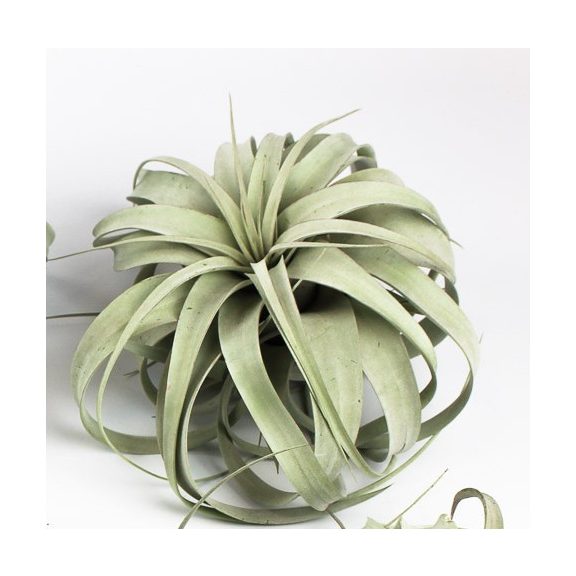 Tillandsia Xerographica