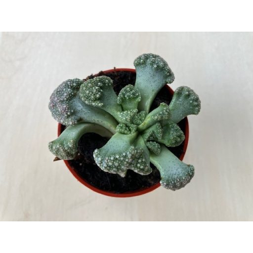 Titanopsis