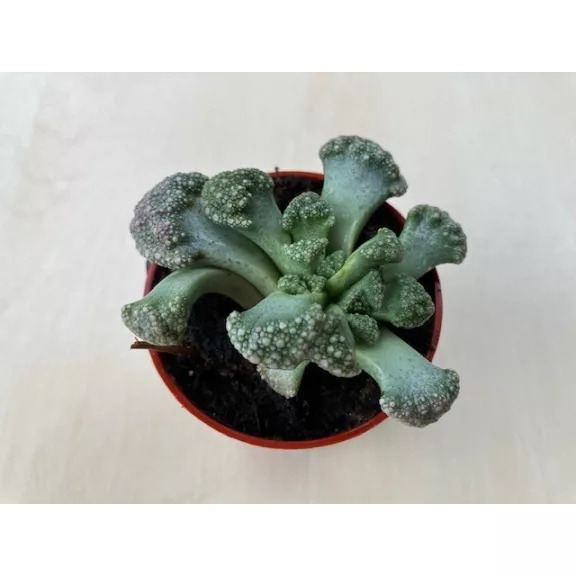 Titanopsis
