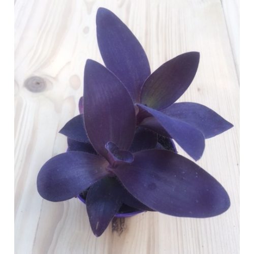 Tradescantia pallida 'Purple heart' 