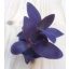Tradescantia pallida 'Purple heart' 