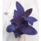 Tradescantia pallida 'Purple heart' 