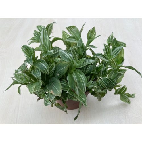 Tradescantia 'Albovittata'
