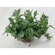 Tradescantia 'Albovittata'