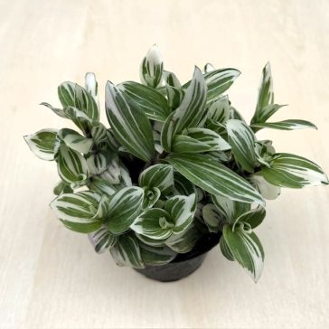 Tradescantia 'Brightness'