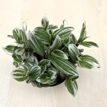 Tradescantia 'Brightness'