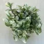 Tradescantia 'Brightness'