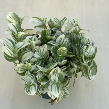 Tradescantia 'Brightness'
