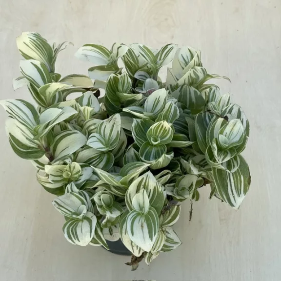 Tradescantia 'Brightness'