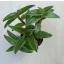 Cyanotis somaliensis