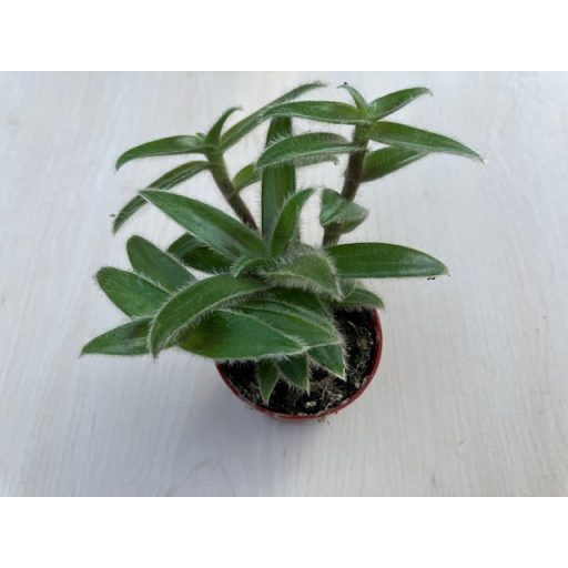 Cyanotis somaliensis