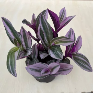 Tradescantia albiflora 'Nanouk'