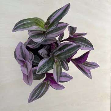 Tradescantia albiflora 'Nanouk'