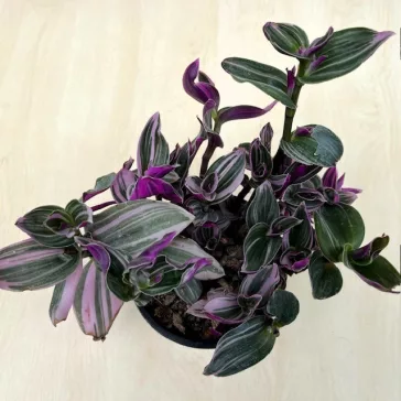 Tradescantia albiflora 'Nanouk'