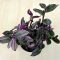 Tradescantia albiflora 'Nanouk'