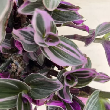 Tradescantia albiflora 'Nanouk'
