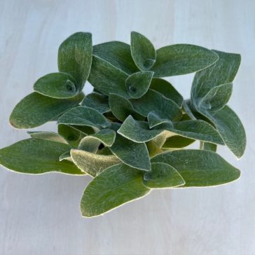 Tradescantia-sillamontana