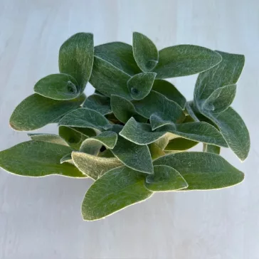Tradescantia-sillamontana