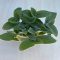Tradescantia-sillamontana