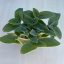 Tradescantia-sillamontana
