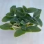 Tradescantia-sillamontana