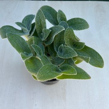 Tradescantia-sillamontana