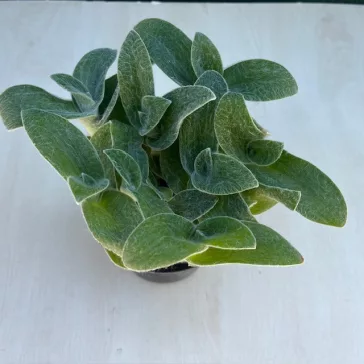 Tradescantia-sillamontana