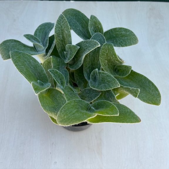 Tradescantia-sillamontana