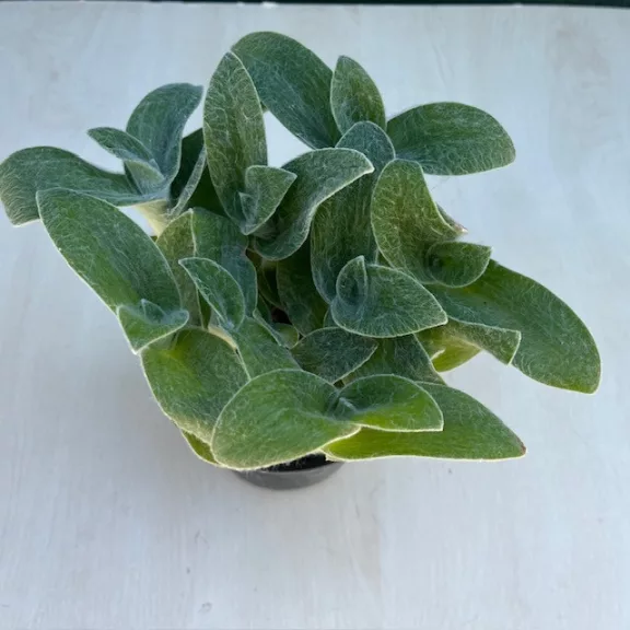 Tradescantia-sillamontana Tradescantia-sillamontana