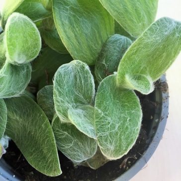 Tradescantia-sillamontana