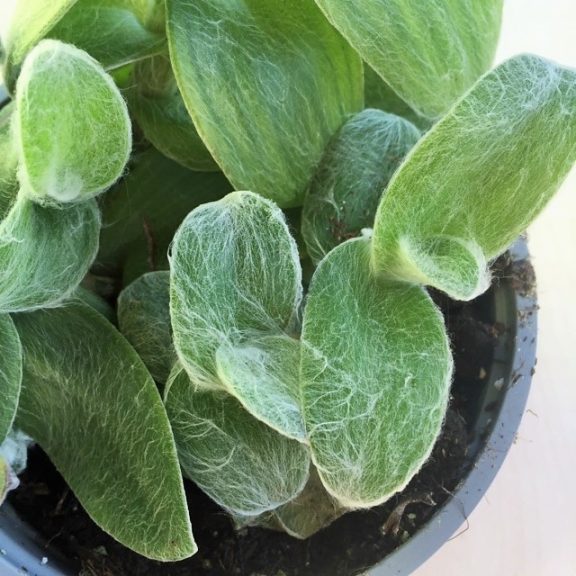 Tradescantia-sillamontana