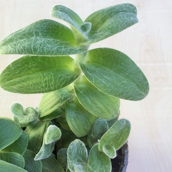 Tradescantia-sillamontana