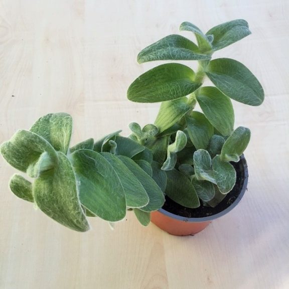 Tradescantia-sillamontana