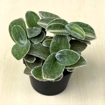 Tradescantia sillamontana 'Variegata'