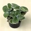 Tradescantia sillamontana 'Variegata'